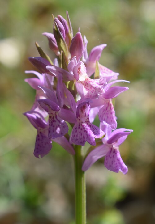 Dactylorhiza sospette (Appennino Reggiano)