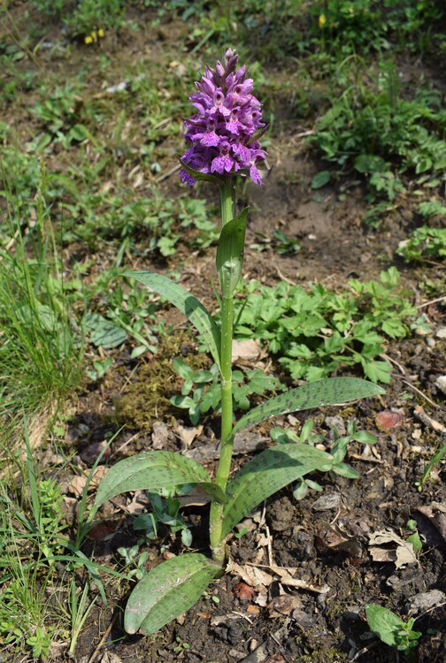 Dactylorhiza sospette (Appennino Reggiano)