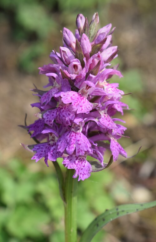 Dactylorhiza sospette (Appennino Reggiano)