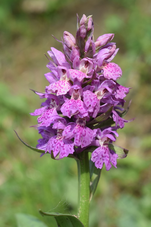 Dactylorhiza sospette (Appennino Reggiano)