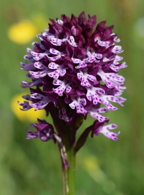 Le entusiasmanti fioriture di Monte Nerone (Appennino Umbro-Marchigiano)