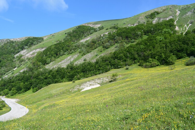 Le entusiasmanti fioriture di Monte Nerone (Appennino Umbro-Marchigiano)