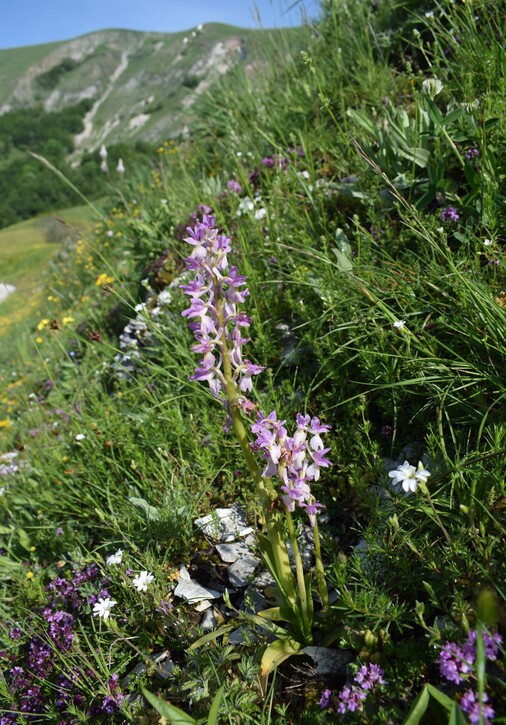 Le entusiasmanti fioriture di Monte Nerone (Appennino Umbro-Marchigiano)