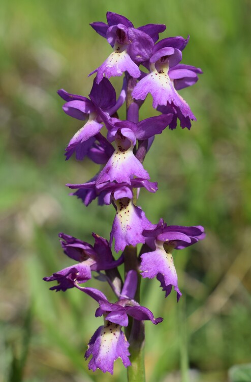 Le entusiasmanti fioriture di Monte Nerone (Appennino Umbro-Marchigiano)