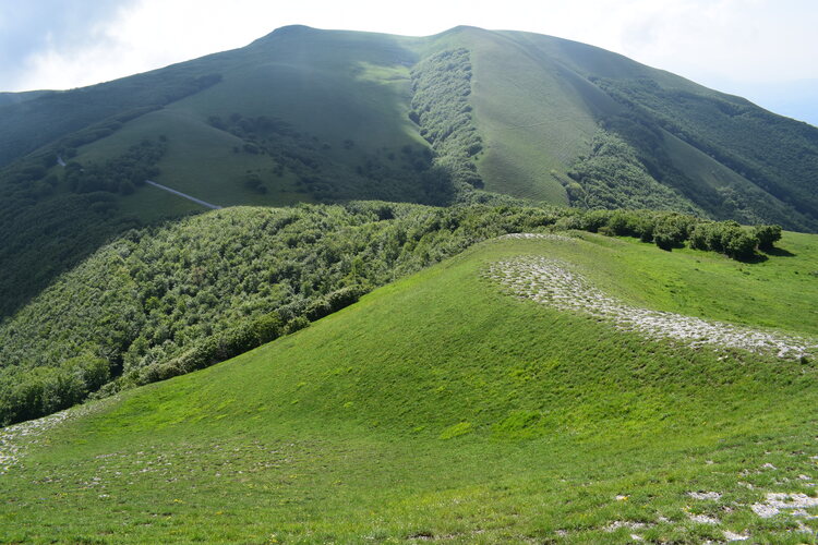 Le entusiasmanti fioriture di Monte Nerone (Appennino Umbro-Marchigiano)