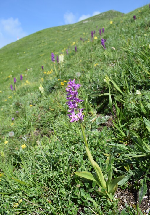 Le entusiasmanti fioriture di Monte Nerone (Appennino Umbro-Marchigiano)