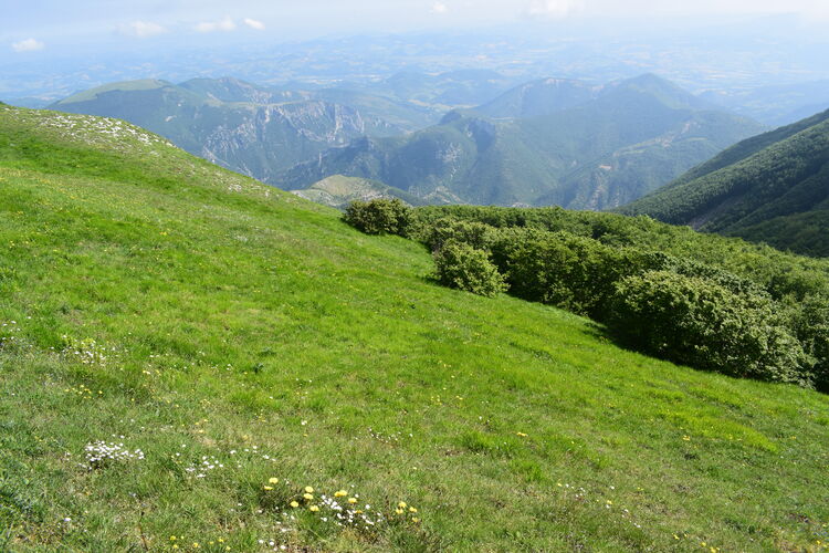 Le entusiasmanti fioriture di Monte Nerone (Appennino Umbro-Marchigiano)