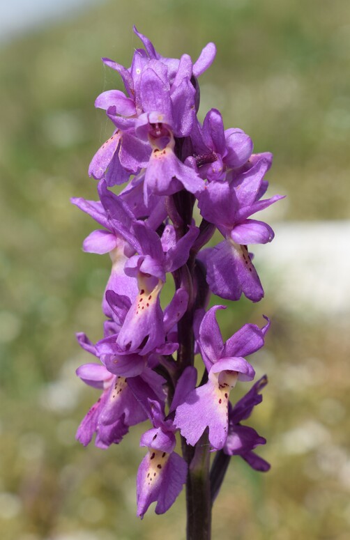 Le entusiasmanti fioriture di Monte Nerone (Appennino Umbro-Marchigiano)