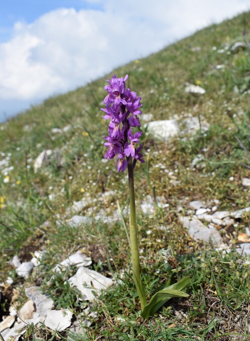 Le entusiasmanti fioriture di Monte Nerone (Appennino Umbro-Marchigiano)