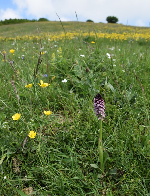 Le entusiasmanti fioriture di Monte Nerone (Appennino Umbro-Marchigiano)