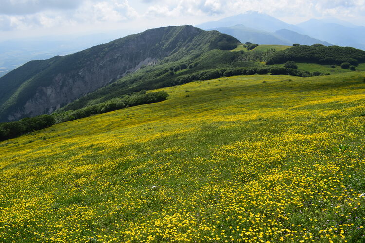 Le entusiasmanti fioriture di Monte Nerone (Appennino Umbro-Marchigiano)