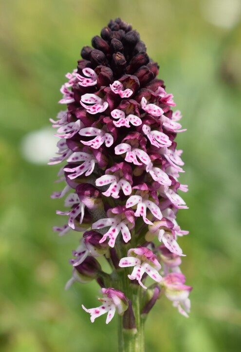 Le entusiasmanti fioriture di Monte Nerone (Appennino Umbro-Marchigiano)