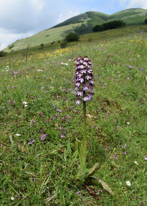 Le entusiasmanti fioriture di Monte Nerone (Appennino Umbro-Marchigiano)