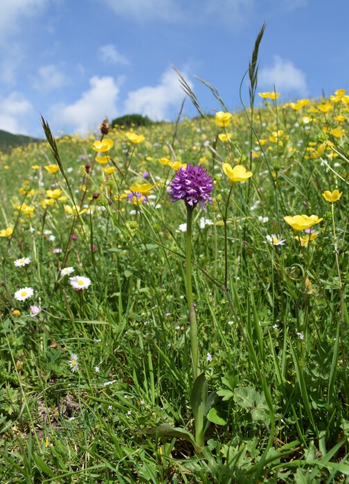 Le entusiasmanti fioriture di Monte Nerone (Appennino Umbro-Marchigiano)