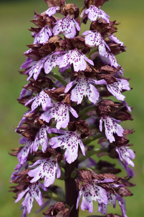 Le entusiasmanti fioriture di Monte Nerone (Appennino Umbro-Marchigiano)