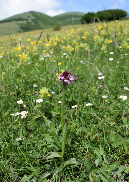 Le entusiasmanti fioriture di Monte Nerone (Appennino Umbro-Marchigiano)