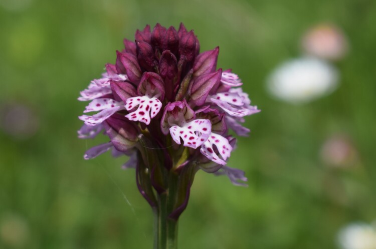 Le entusiasmanti fioriture di Monte Nerone (Appennino Umbro-Marchigiano)