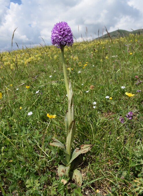 Le entusiasmanti fioriture di Monte Nerone (Appennino Umbro-Marchigiano)