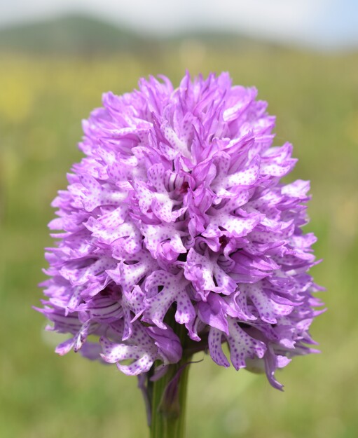 Le entusiasmanti fioriture di Monte Nerone (Appennino Umbro-Marchigiano)