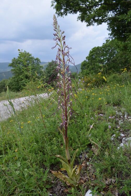 Le entusiasmanti fioriture di Monte Nerone (Appennino Umbro-Marchigiano)