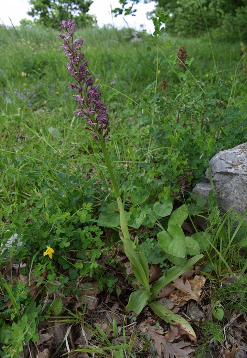 Le entusiasmanti fioriture di Monte Nerone (Appennino Umbro-Marchigiano)