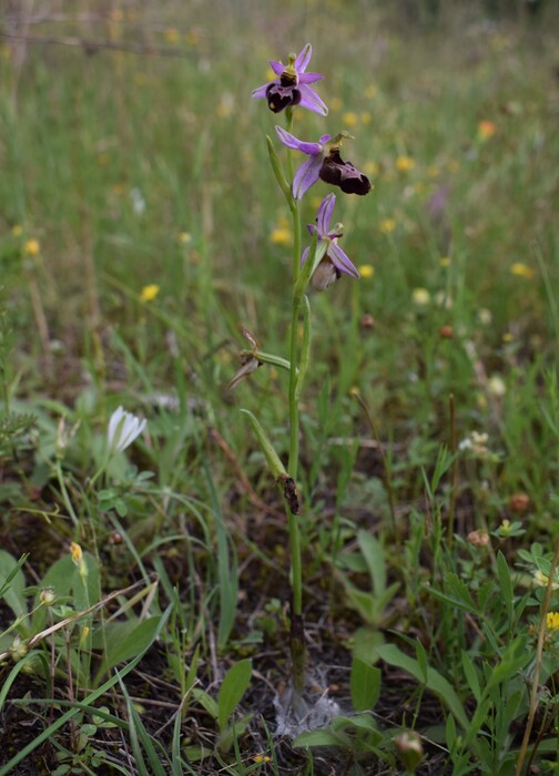 Le entusiasmanti fioriture di Monte Nerone (Appennino Umbro-Marchigiano)