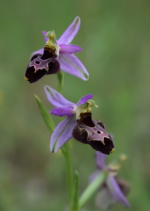 Le entusiasmanti fioriture di Monte Nerone (Appennino Umbro-Marchigiano)