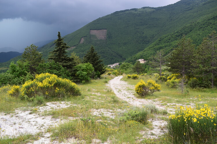 Le entusiasmanti fioriture di Monte Nerone (Appennino Umbro-Marchigiano)