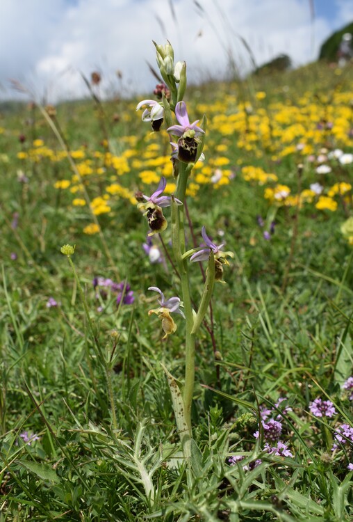 Le entusiasmanti fioriture di Monte Nerone (Appennino Umbro-Marchigiano)