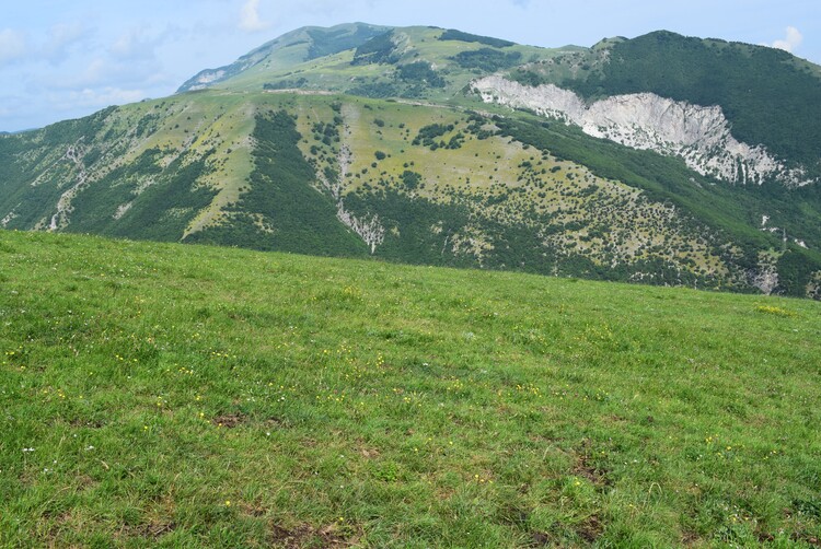 Le entusiasmanti fioriture di Monte Nerone (Appennino Umbro-Marchigiano)