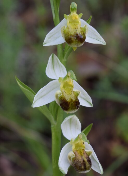 Le entusiasmanti fioriture di Monte Nerone (Appennino Umbro-Marchigiano)