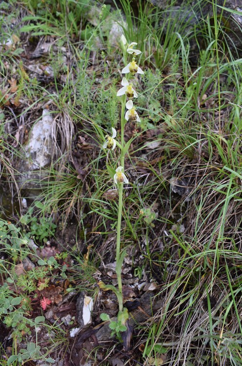 Le entusiasmanti fioriture di Monte Nerone (Appennino Umbro-Marchigiano)