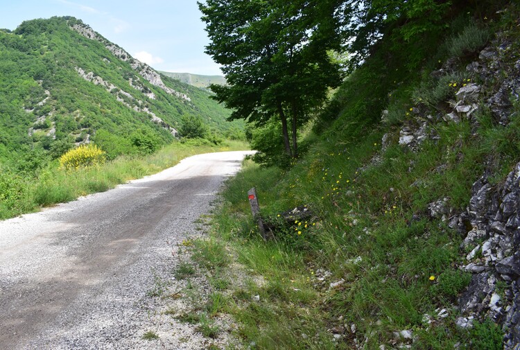 Le entusiasmanti fioriture di Monte Nerone (Appennino Umbro-Marchigiano)