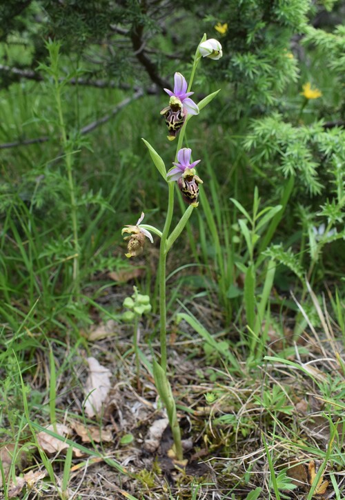 Le entusiasmanti fioriture di Monte Nerone (Appennino Umbro-Marchigiano)