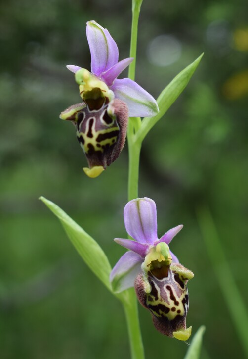 Le entusiasmanti fioriture di Monte Nerone (Appennino Umbro-Marchigiano)