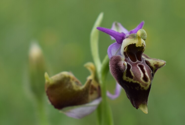 Le entusiasmanti fioriture di Monte Nerone (Appennino Umbro-Marchigiano)