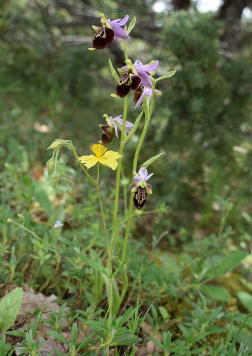 Le entusiasmanti fioriture di Monte Nerone (Appennino Umbro-Marchigiano)