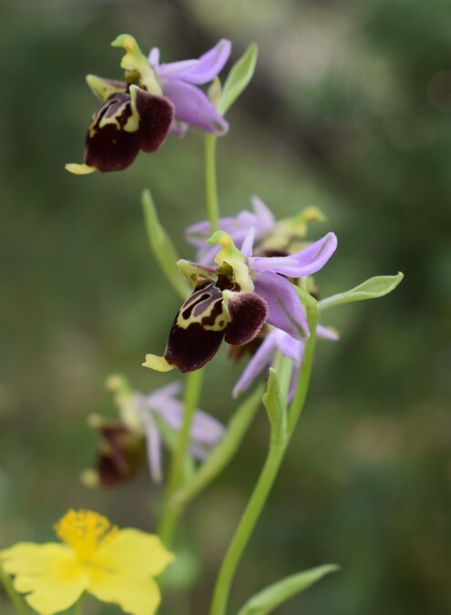 Le entusiasmanti fioriture di Monte Nerone (Appennino Umbro-Marchigiano)