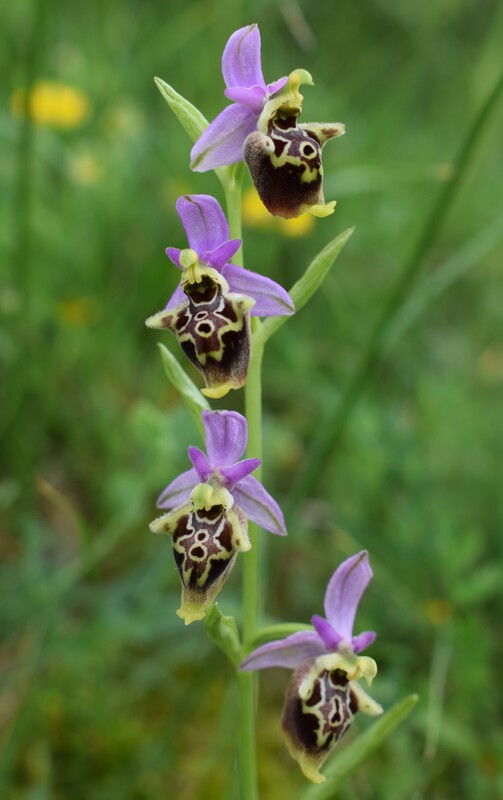 Le entusiasmanti fioriture di Monte Nerone (Appennino Umbro-Marchigiano)