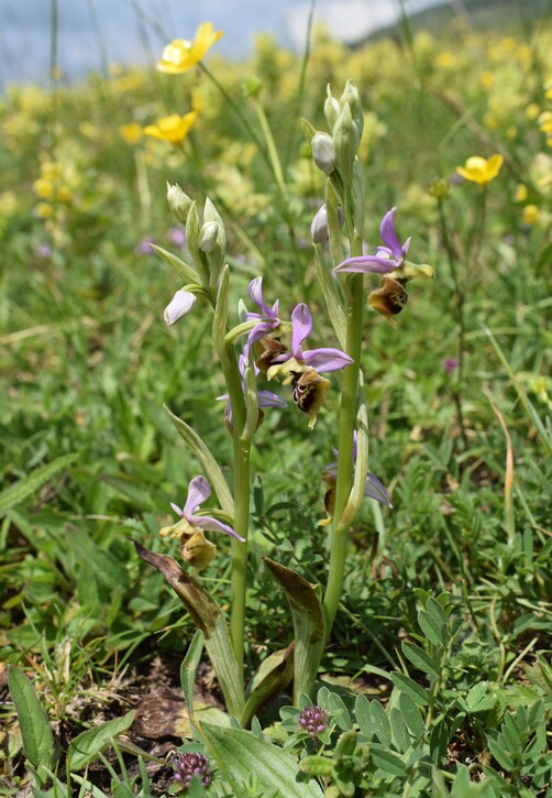 Le entusiasmanti fioriture di Monte Nerone (Appennino Umbro-Marchigiano)