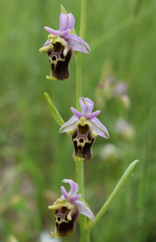 Le entusiasmanti fioriture di Monte Nerone (Appennino Umbro-Marchigiano)