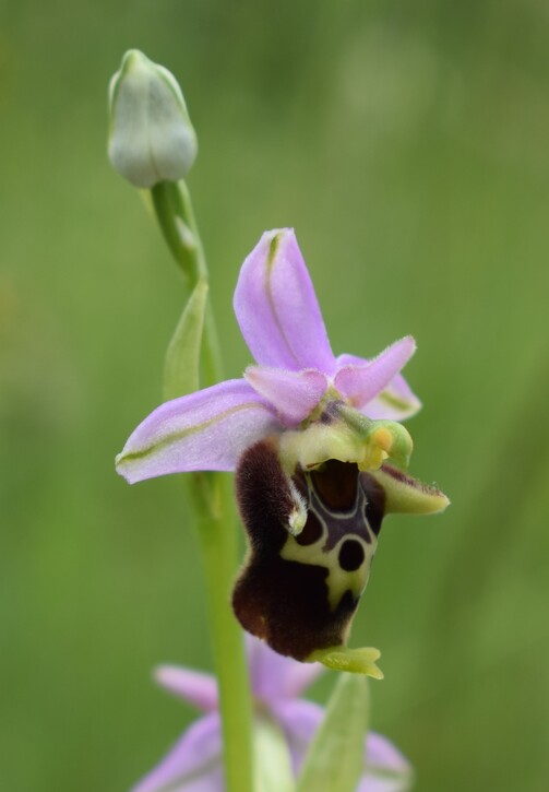 Le entusiasmanti fioriture di Monte Nerone (Appennino Umbro-Marchigiano)