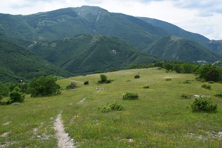 Le entusiasmanti fioriture di Monte Nerone (Appennino Umbro-Marchigiano)