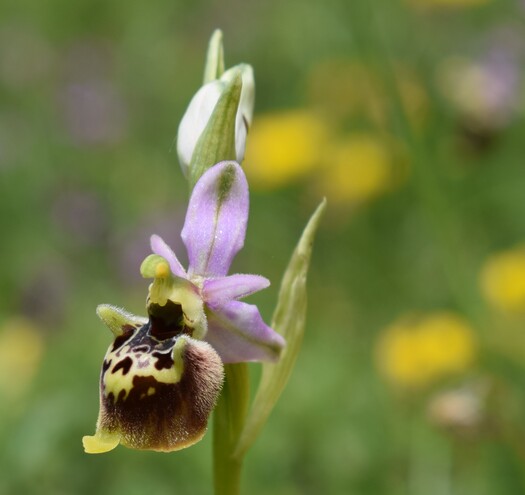 Le entusiasmanti fioriture di Monte Nerone (Appennino Umbro-Marchigiano)