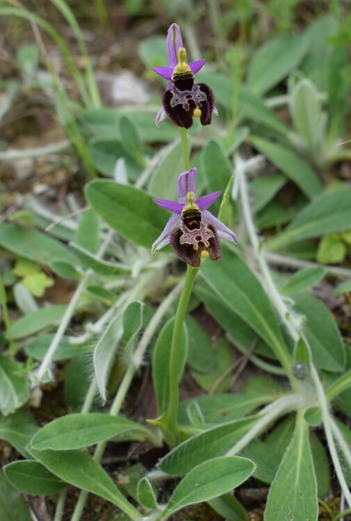 Le entusiasmanti fioriture di Monte Nerone (Appennino Umbro-Marchigiano)