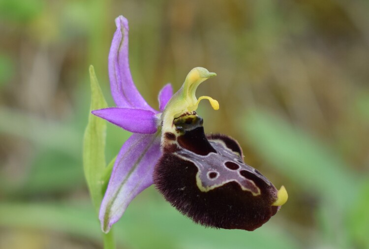 Le entusiasmanti fioriture di Monte Nerone (Appennino Umbro-Marchigiano)