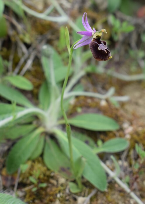 Le entusiasmanti fioriture di Monte Nerone (Appennino Umbro-Marchigiano)