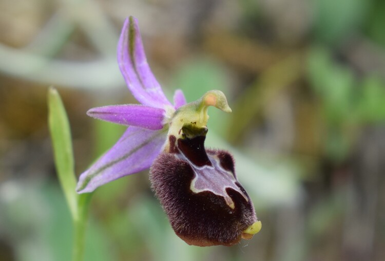 Le entusiasmanti fioriture di Monte Nerone (Appennino Umbro-Marchigiano)