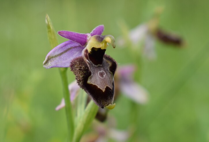 Le entusiasmanti fioriture di Monte Nerone (Appennino Umbro-Marchigiano)