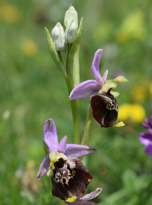 Le entusiasmanti fioriture di Monte Nerone (Appennino Umbro-Marchigiano)